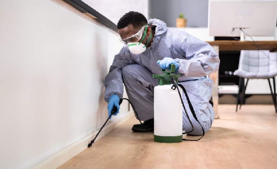 Keeping Your Home Safe and Sound with Top-Rated Pest Control in Albany NY